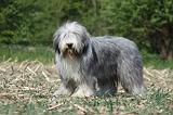 BEARDED COLLIE 141